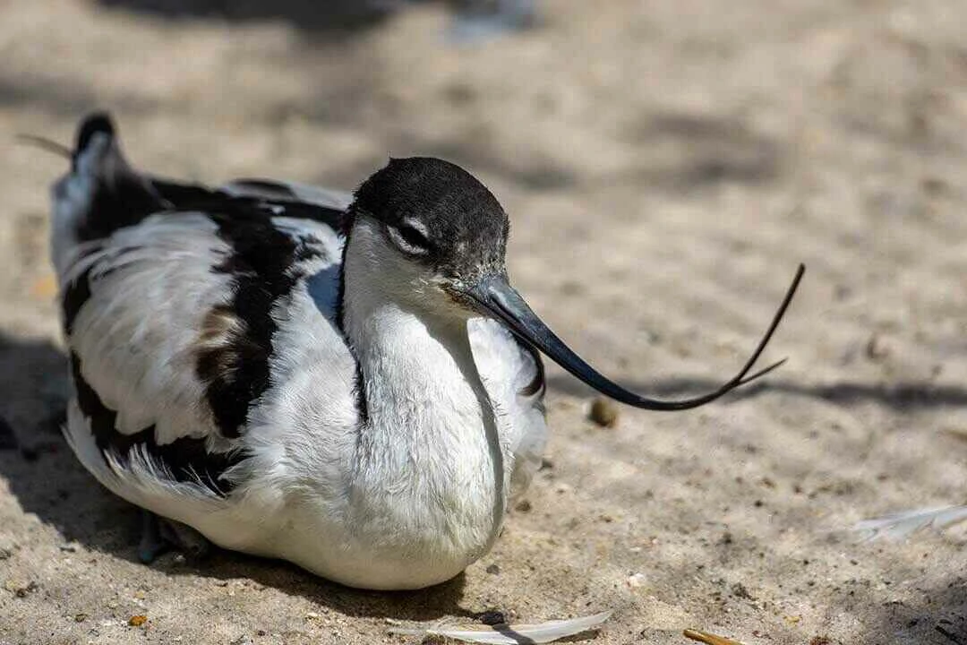 Pied Avocet